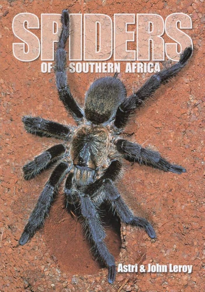 Spiders of Southern Africa cover image