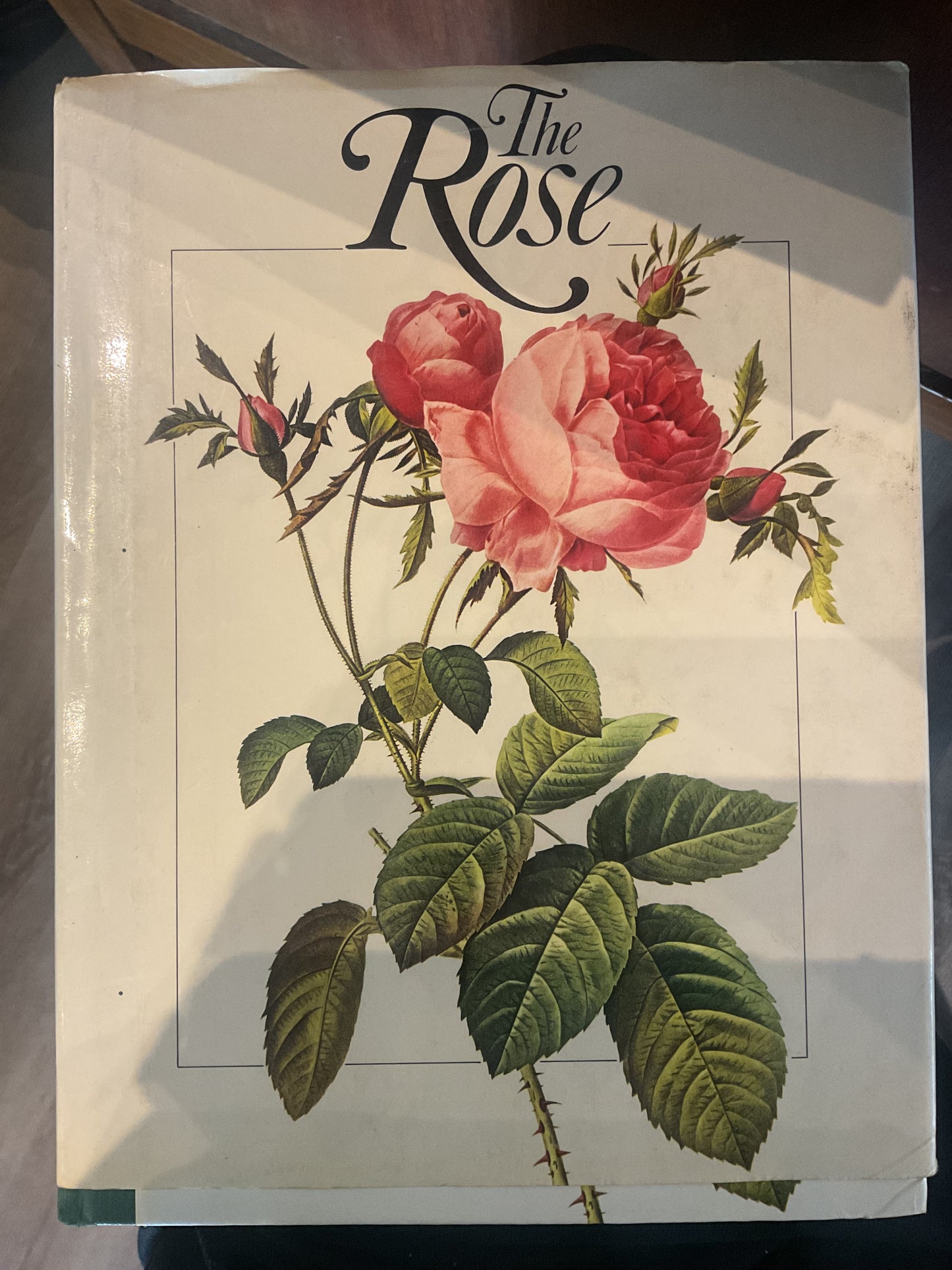 The Rose by Julia Clements VMH et al