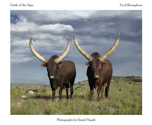 Cattle of the Ages: Ankole cattle in South Africa