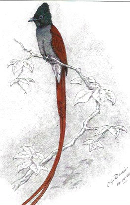 African Paradise Flycatcher small greeting card
